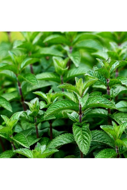 М’ята колосиста лимонна